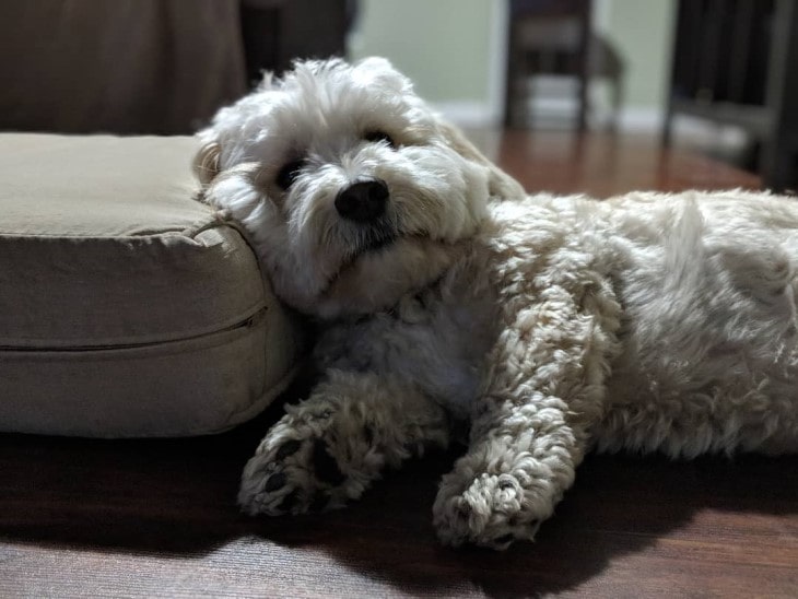 Yorkie Bichon Is A Friendly Breed