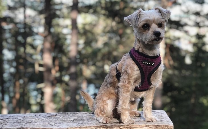 Yorkie Bichon Is An Alert Breed.