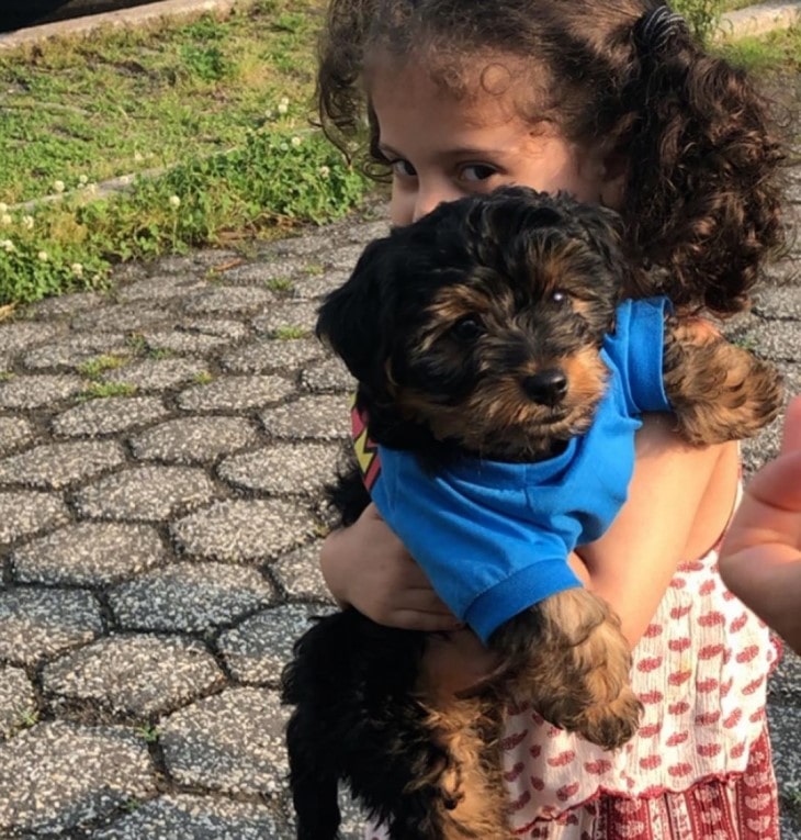 Yorkie Poo Is Friendly With Kids.