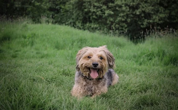 Yorkierussel Is An Active Breed.