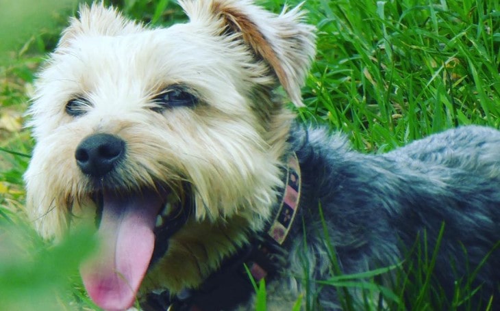 Yorkie Russel Is A Friendly Breed.