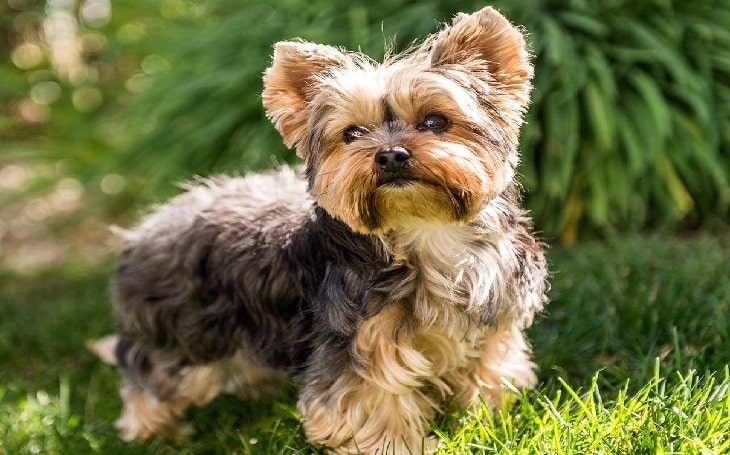 yorkshire terrier dog breeds