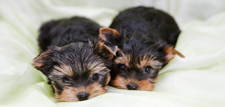 Yorkshire Terrier Puppies