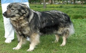 Yugoslavian Shepherd behavior and temperamnet