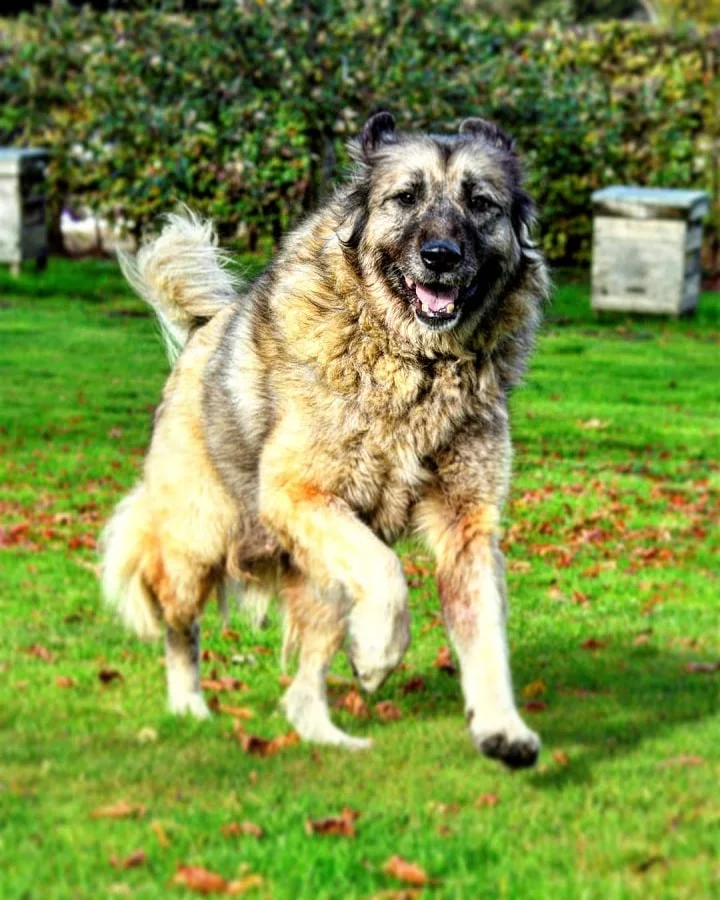 Yugoslavian Shepherd running
