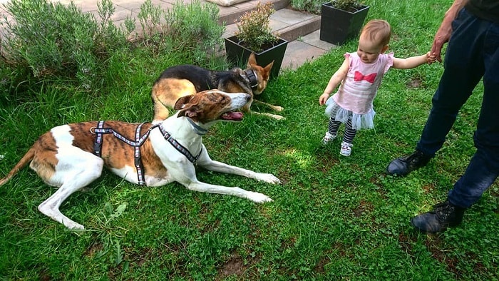 a baby in a garden with Polish Grayhound