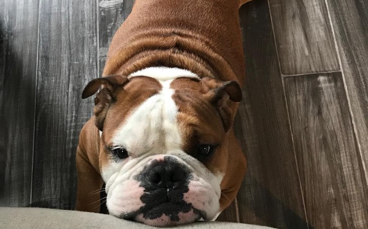 Victorian Bull Dog Makes Good Watchdog.