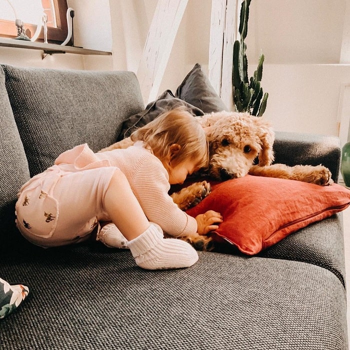 A baby and Goldenpoodle cuddling