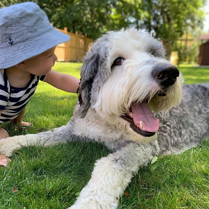 A baby and Sheepadoodle playing