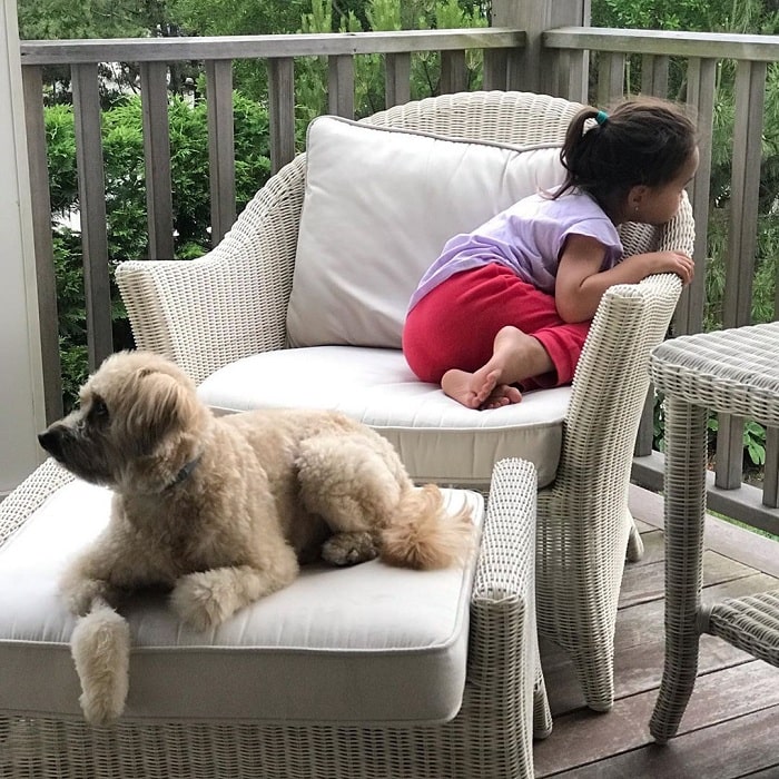 A baby girl and Whoodle hanging out