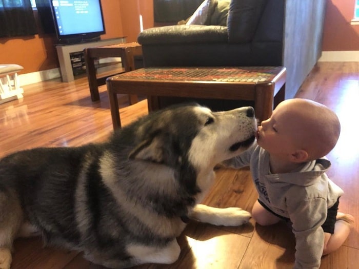 A baby kissing Wolamute