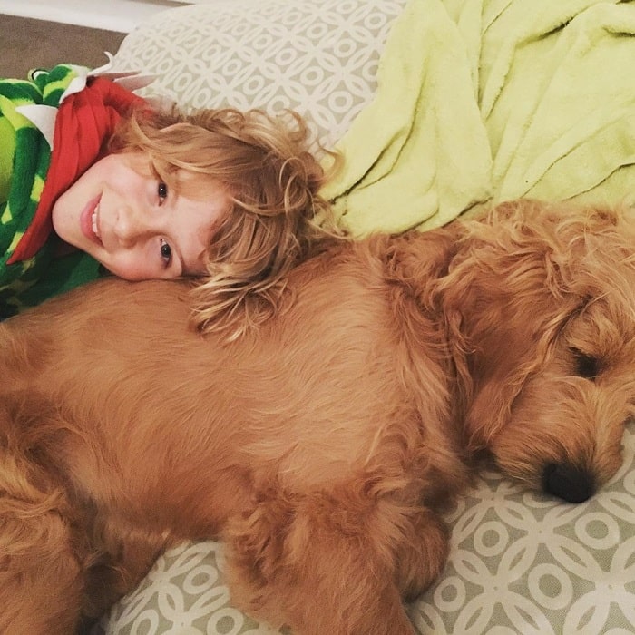 A boy cuddling with a Goldenpoodle