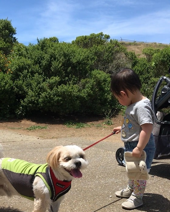 A boy taking Shih Apso on a walk