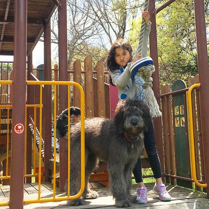 A girl playing with Weimardoodle