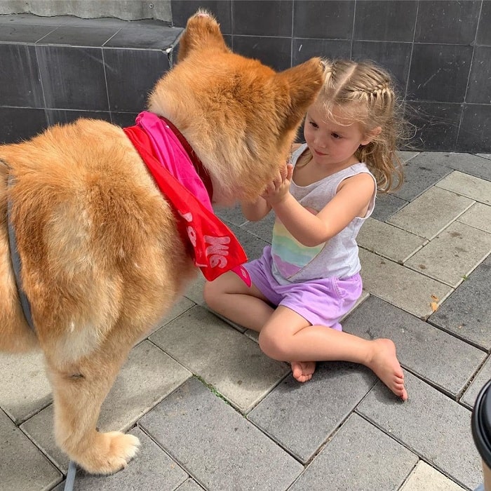 A girl playing with a Chow Shepherd