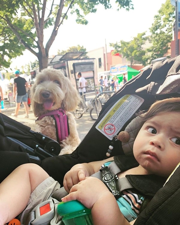 A labradoodle looking at a baby girl