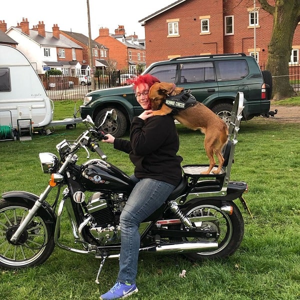 A mongrel going on a ride with its master