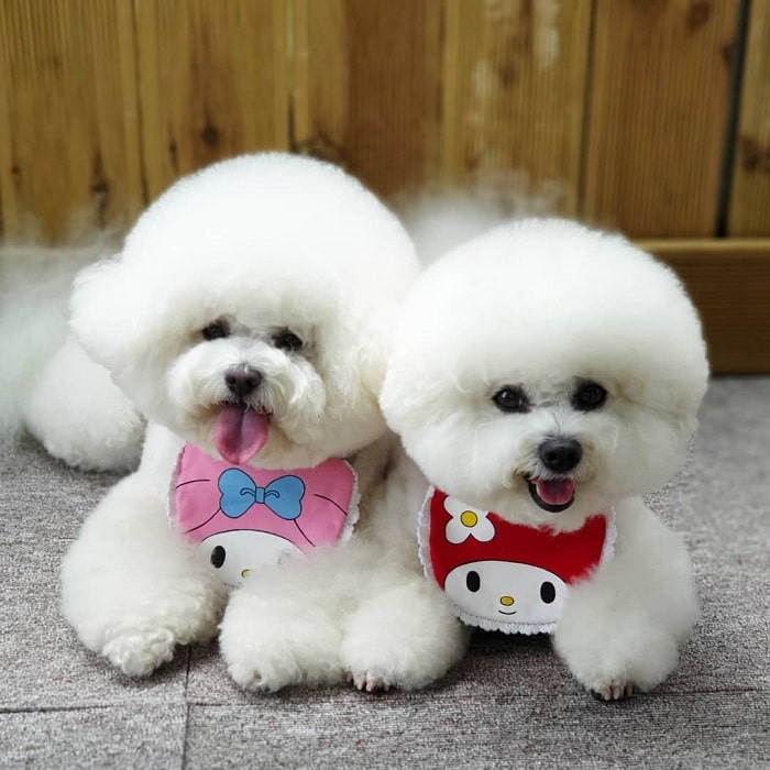 Adorable Bichon Frise