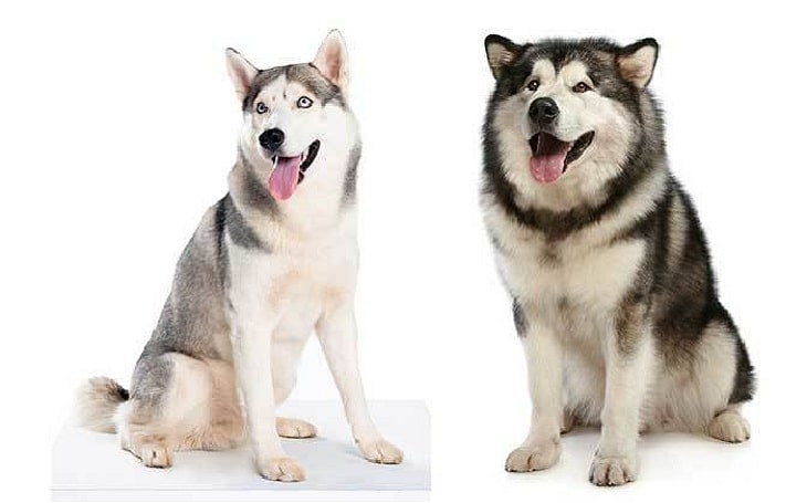 Alusky personality, temperament, and behavior