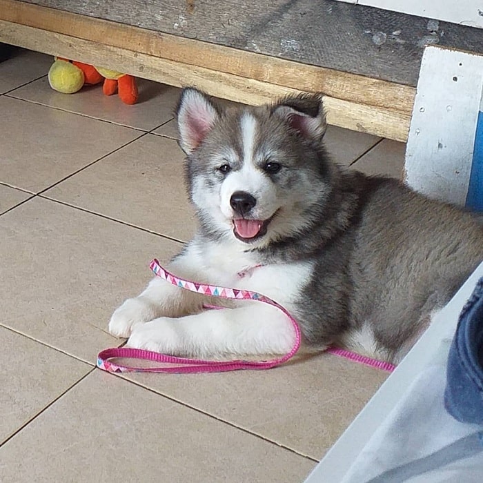 Alusky puppy playing with rope