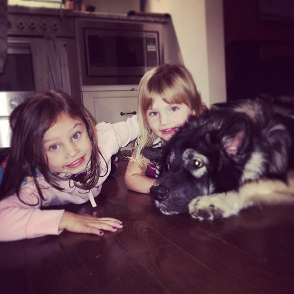 American Alsatian cuddling with girls