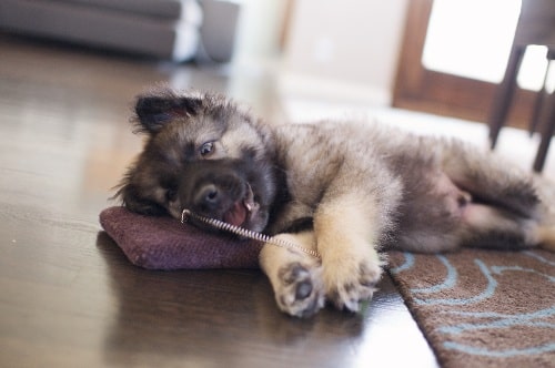 American Alsatian puppy playing