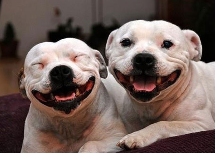 American Staffordshire Terrier smiling