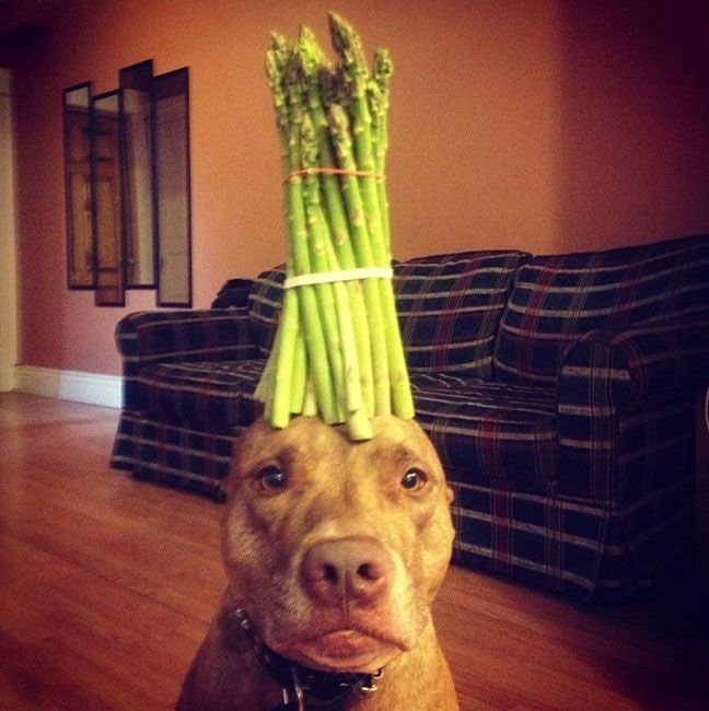 Asparagus in dog's head