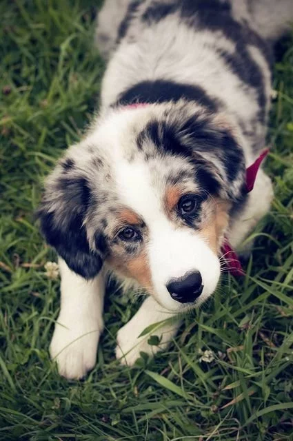 Australia Shepherd puppy