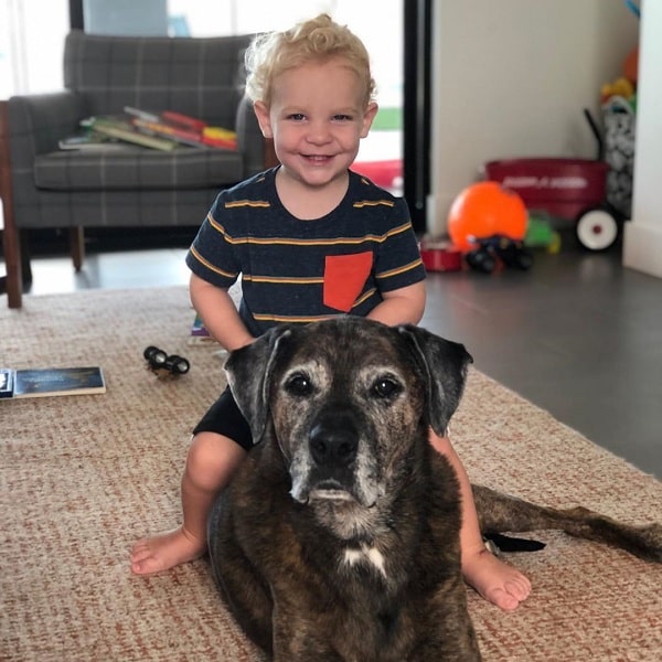 Baby riding on the Boxweiler