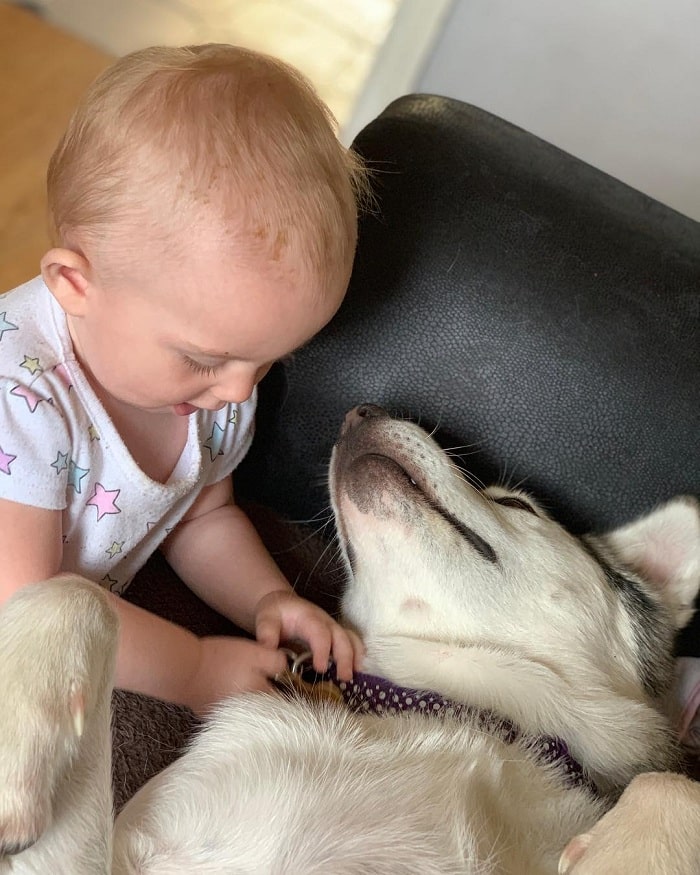 Baby tying collar belt of its Alusky