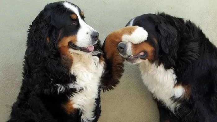 Bernese Mountain Dog playing peek-a-boo with its brother