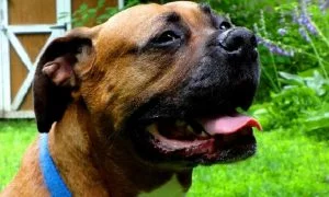 Boxweiler personality, temperament, and behavior