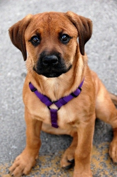 Boxweiler puppy