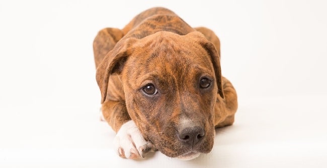 Brindle Pitbull puppy