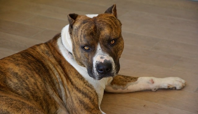 Brindle Pitbull sitting