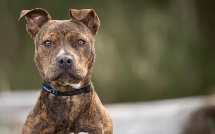 can pitbulls have brindle coats