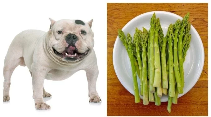 Bulldog and Asparagus