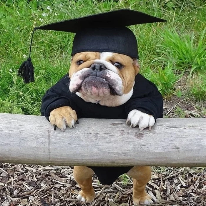 Bulldog just graduated