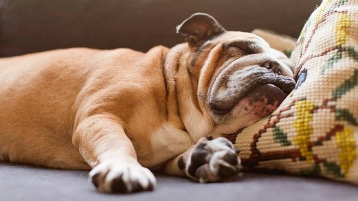 Bulldog sleeping peacefully