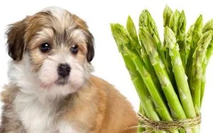 Can dog eat asparagus