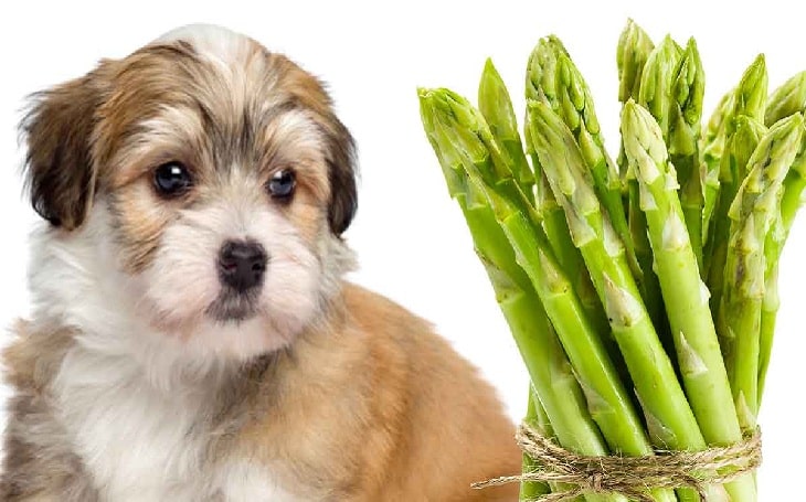 Can My Dog Eat Asparagus Health Benefits and Effects of Feeding Asparagus to Canine