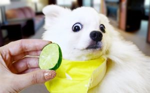 Can dogs eat lime?
