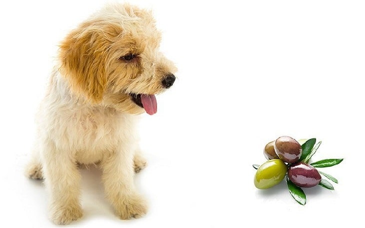 Can dogs eat olives