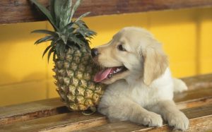A puppy sitting near a Pineapple.