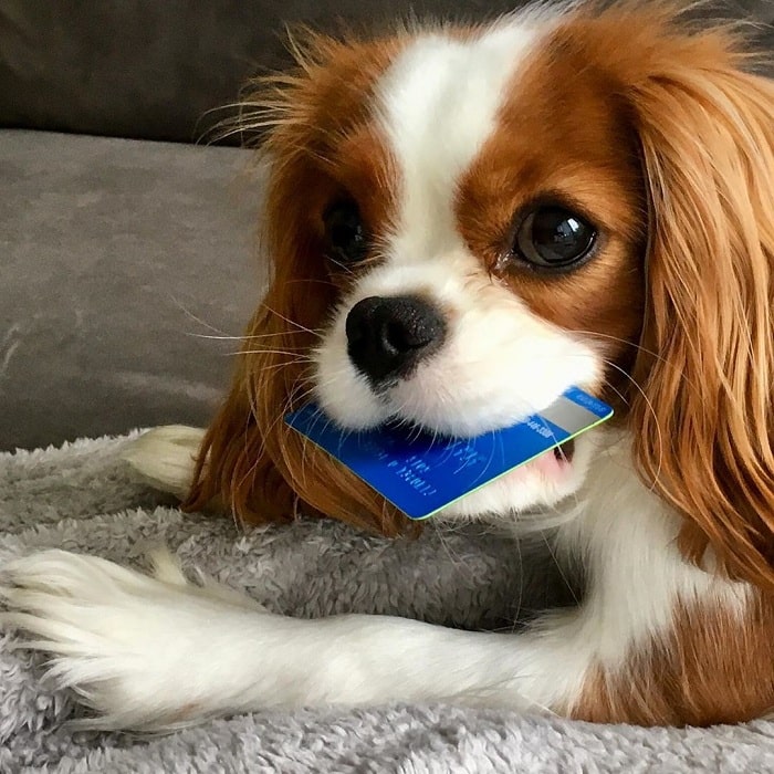 Cavalier King Charles Spaniel