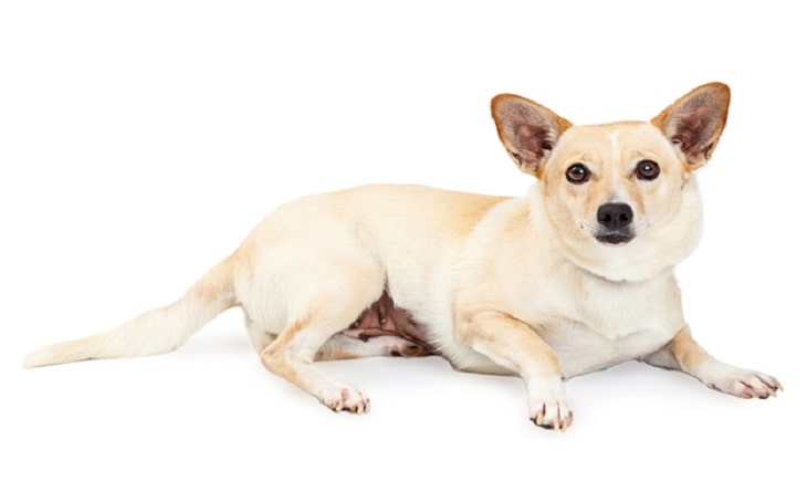 corgi chihuahua mix puppy