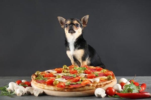 Chihuahua ready to eat pizza ful of olives