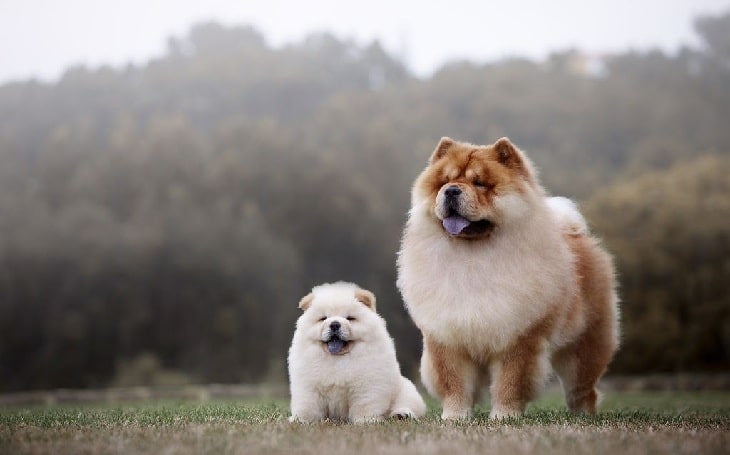 Chinese fighting outlet dog chow chow