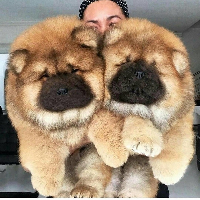 small chow looking dog